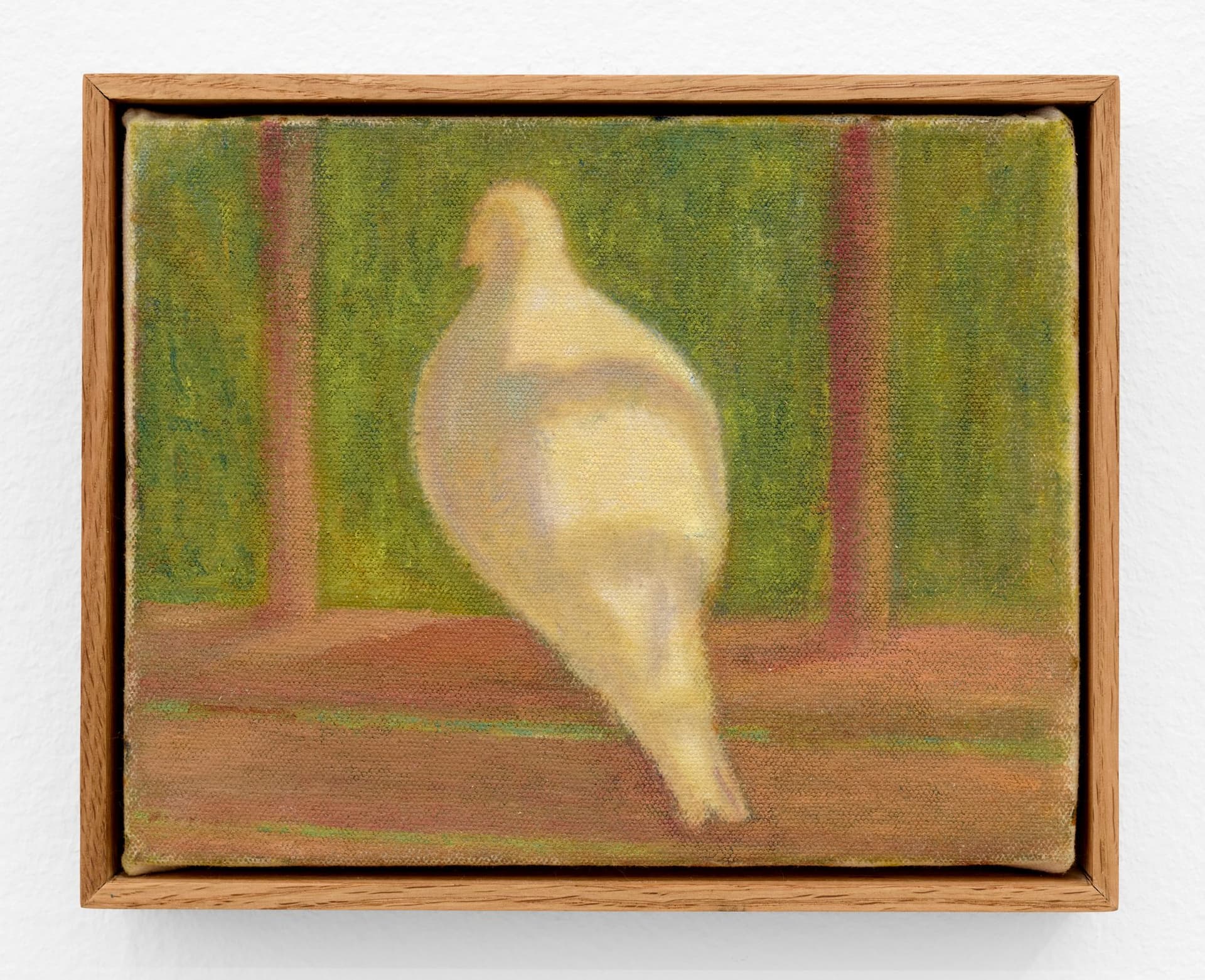 Dove of My Fire Escape; Some Mornings